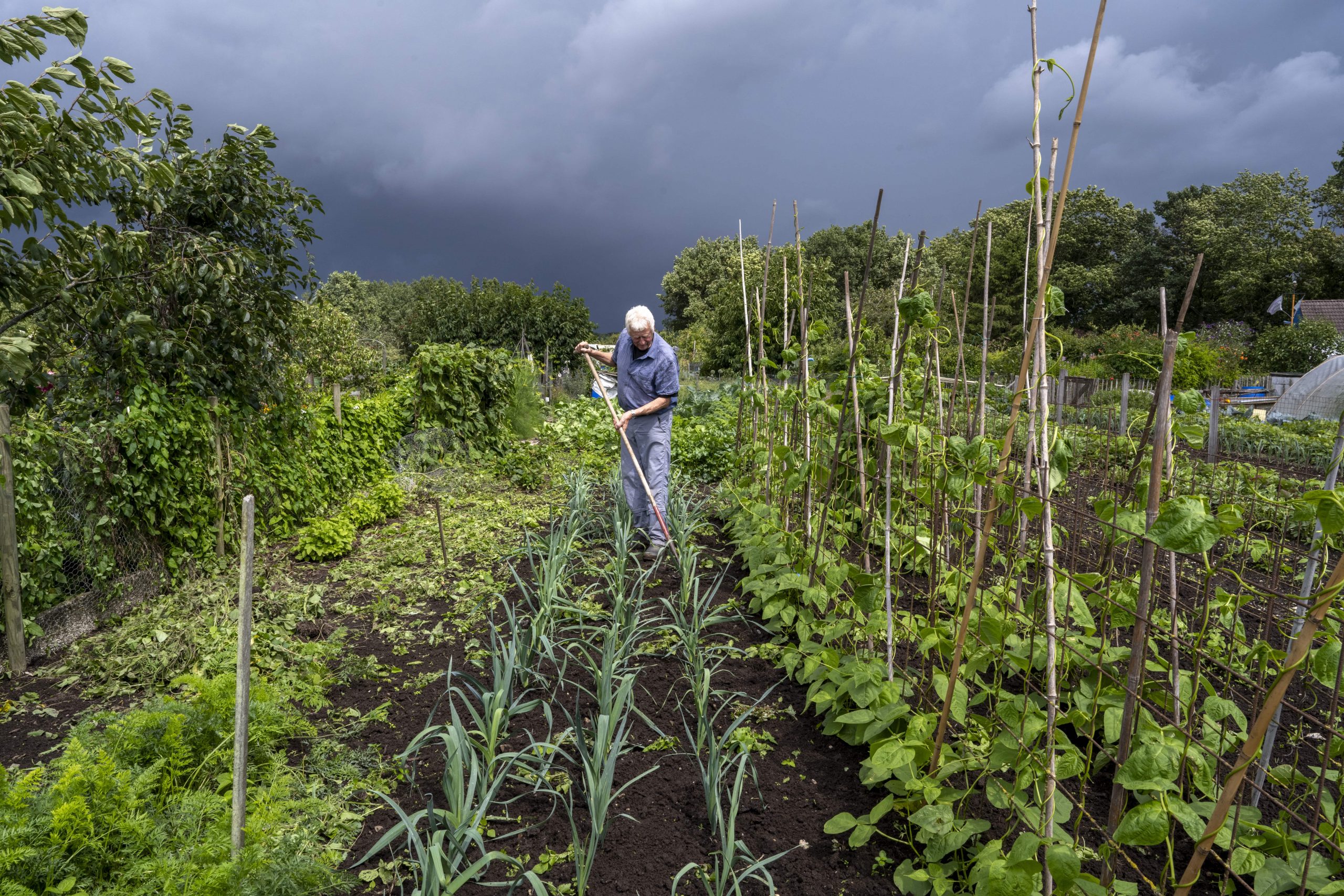 jardinage conseil pluie carre potager