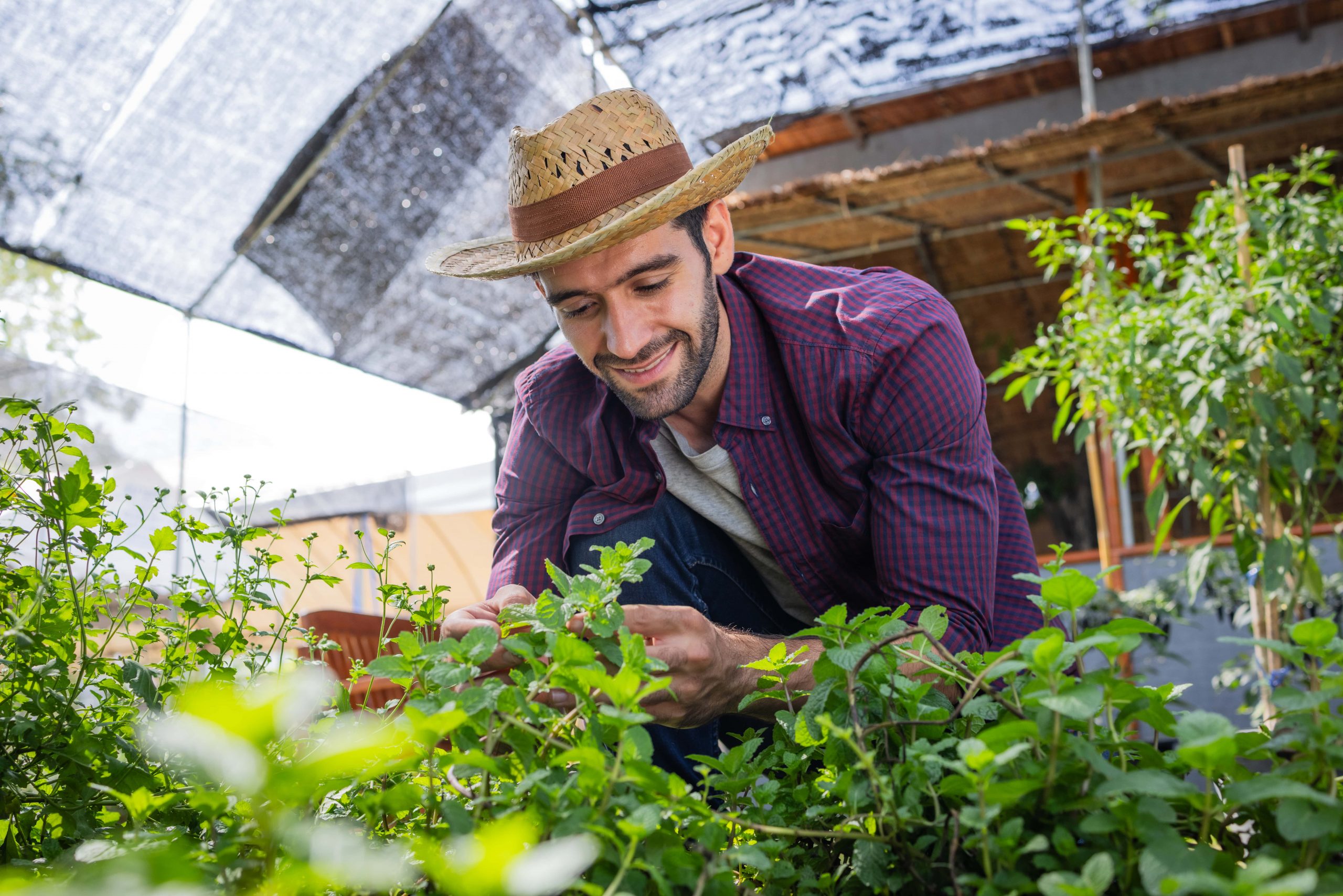 jardiner debutant carre potager