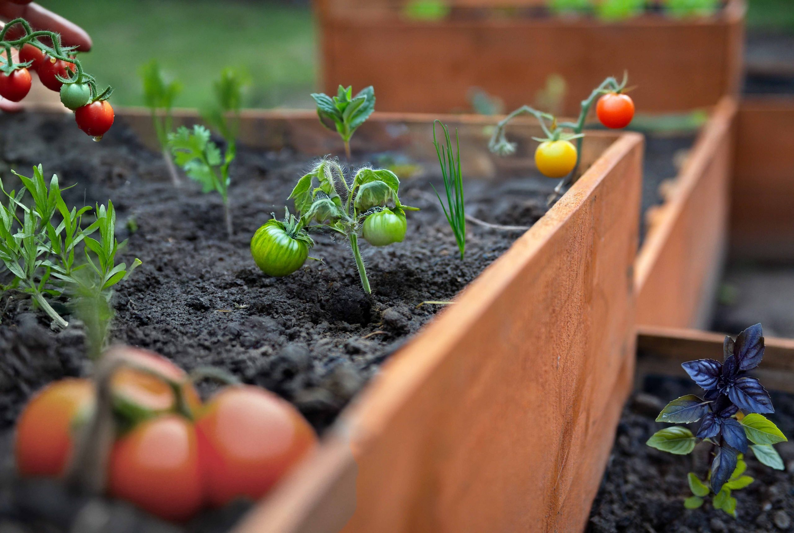 Selective focus shot of lettuce growing in a triangular wooden planter
